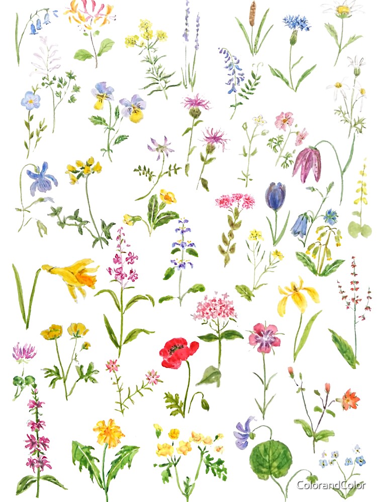 Hand Painted Botanical Colorful Countryside Wildflowers Watercolor Painting Unisex Graphic T Shirt Short Sleeve Tee Everyday Casual Wear 3