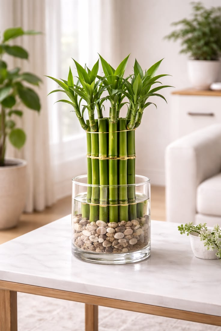 Lucky Bamboo
