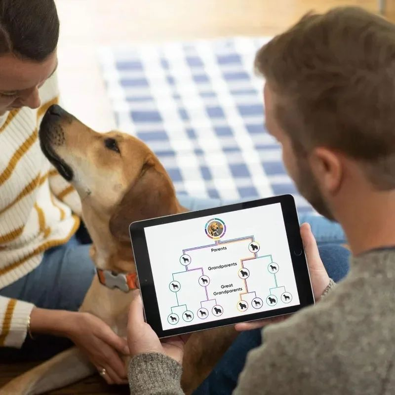Embark Dog DNA Test Kit