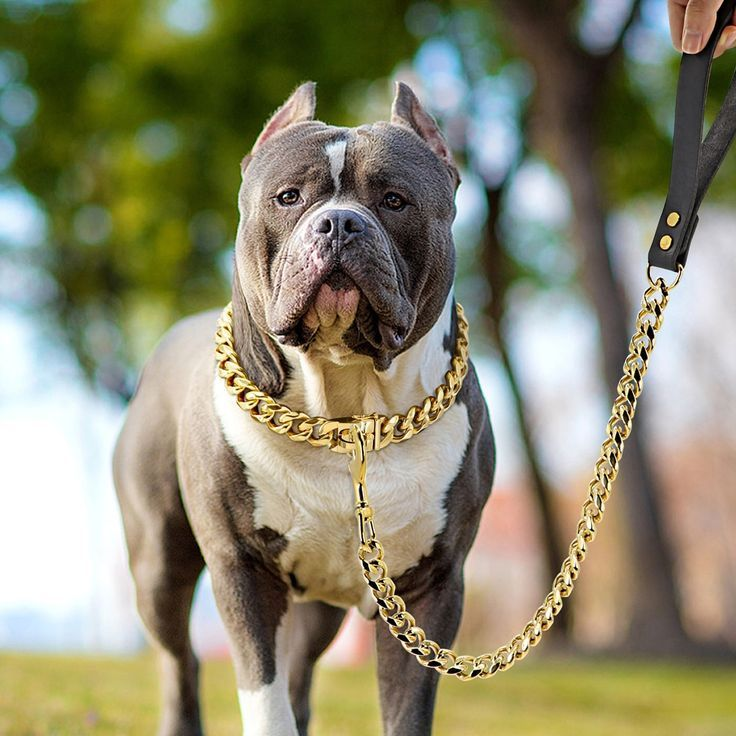 Cuban Link Gold Dog Leash
