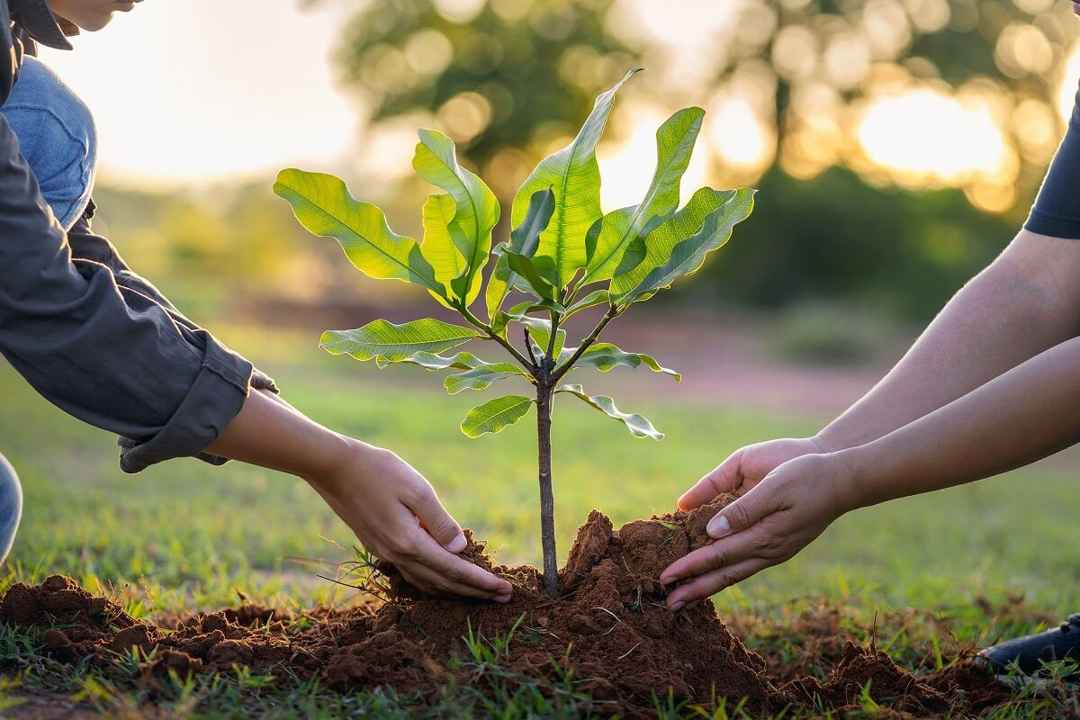 A Tree for Your Garden